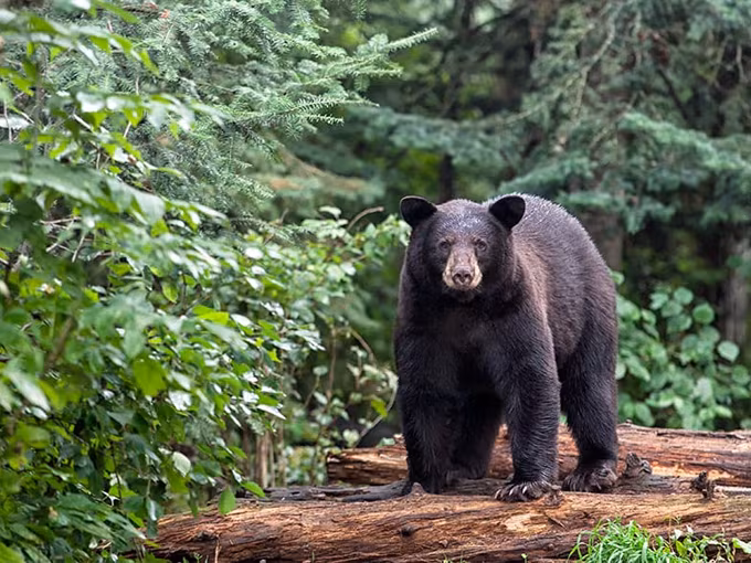 homes, manufactured communities near me, Medallion Communities, WesternNorthCarolinaNatureCenter, affordable, sale